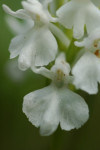 Gevlekte orchis (Dactylorhiza maculata) RL KW , Staverden